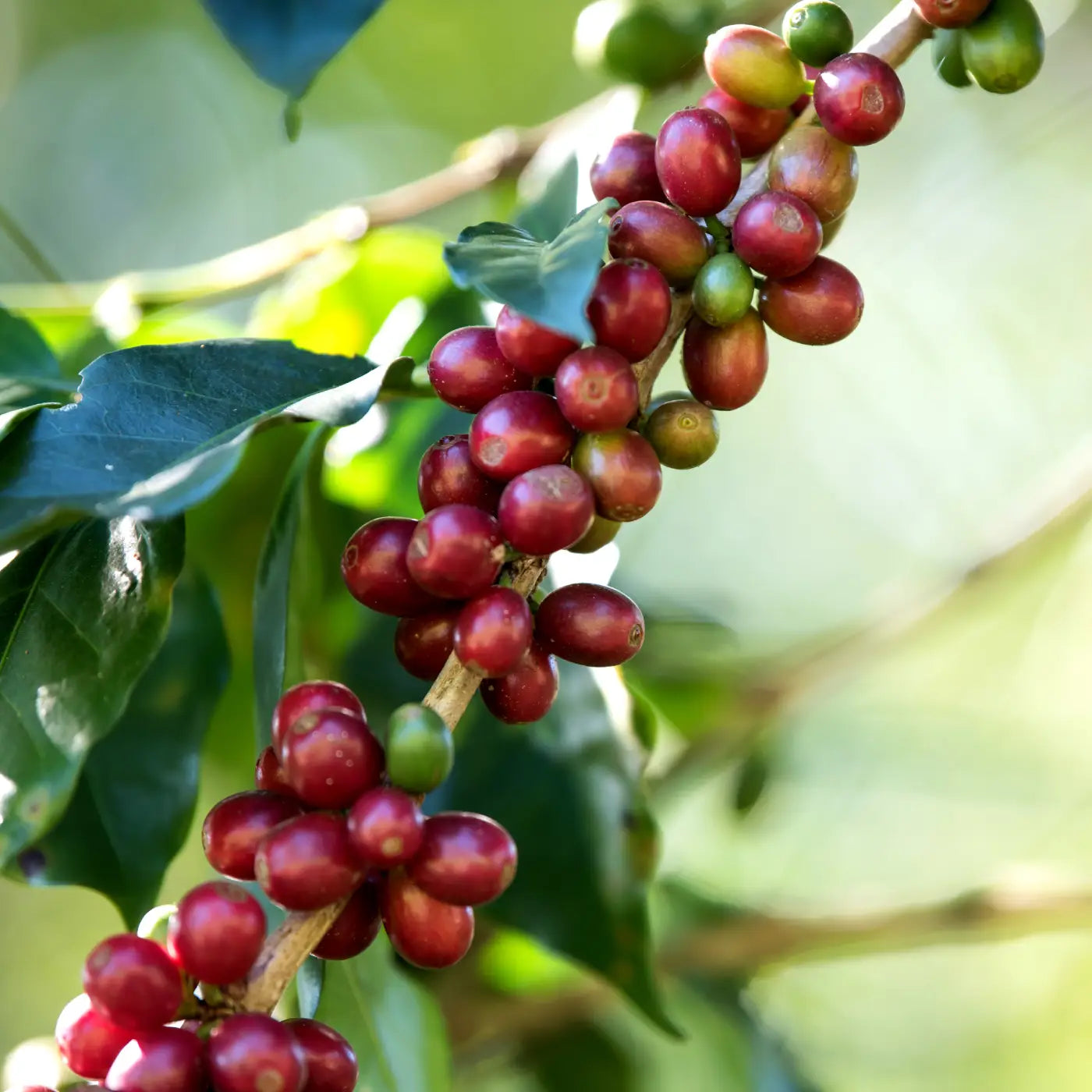 The Nebo Story | Specialty Coffee Roastery in Jabal Amman