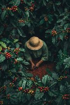 Guji hambella - Nebo specialty coffee Roastery