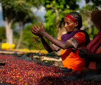 YIRGACHEFFE - Nebo specialty coffee Roastery