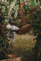 Guji hambella - Nebo specialty coffee Roastery