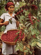 ETHIOPIA DARK - Nebo specialty coffee Roastery