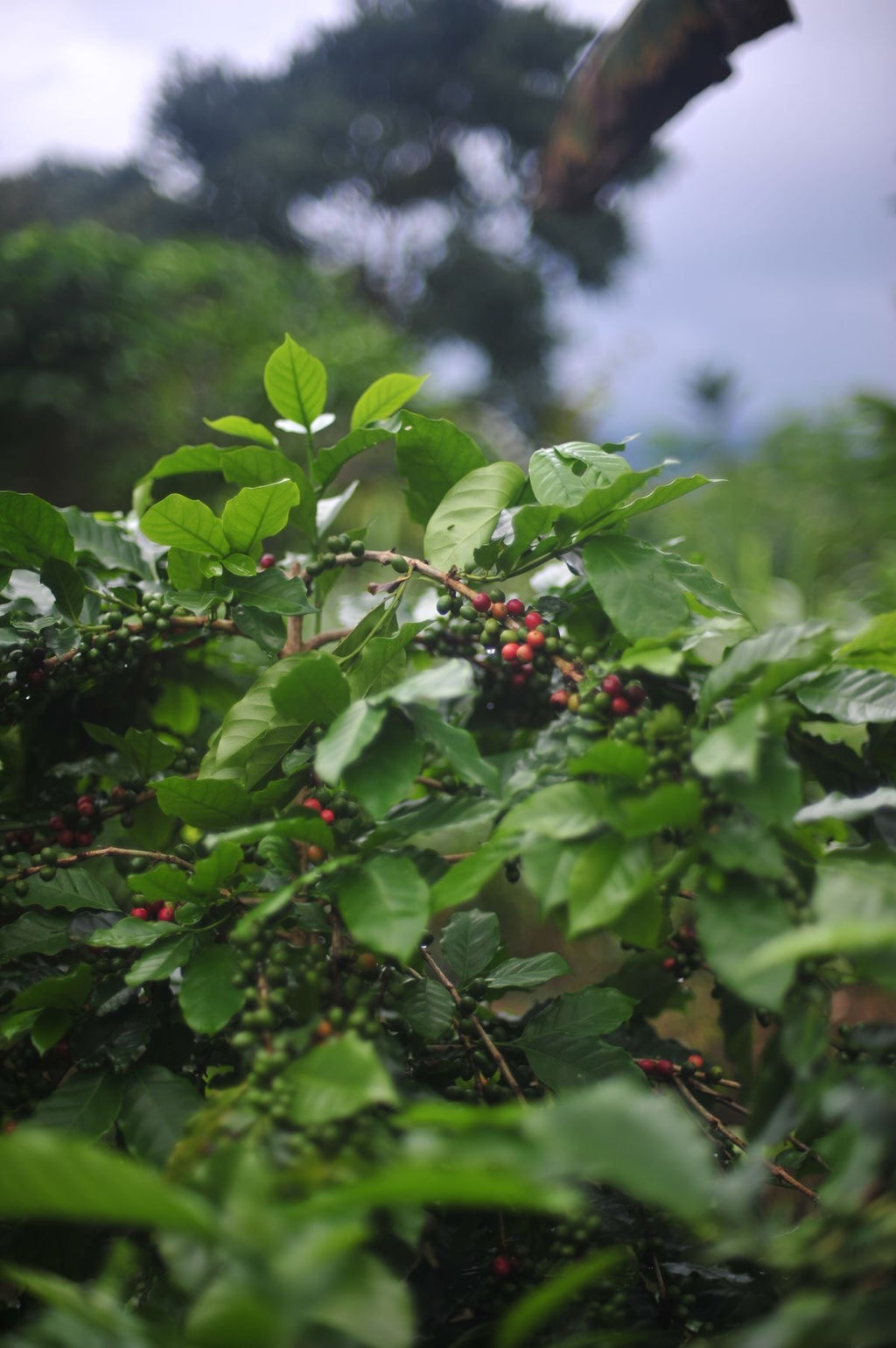 YIRGACHEFFE - Nebo specialty coffee Roastery