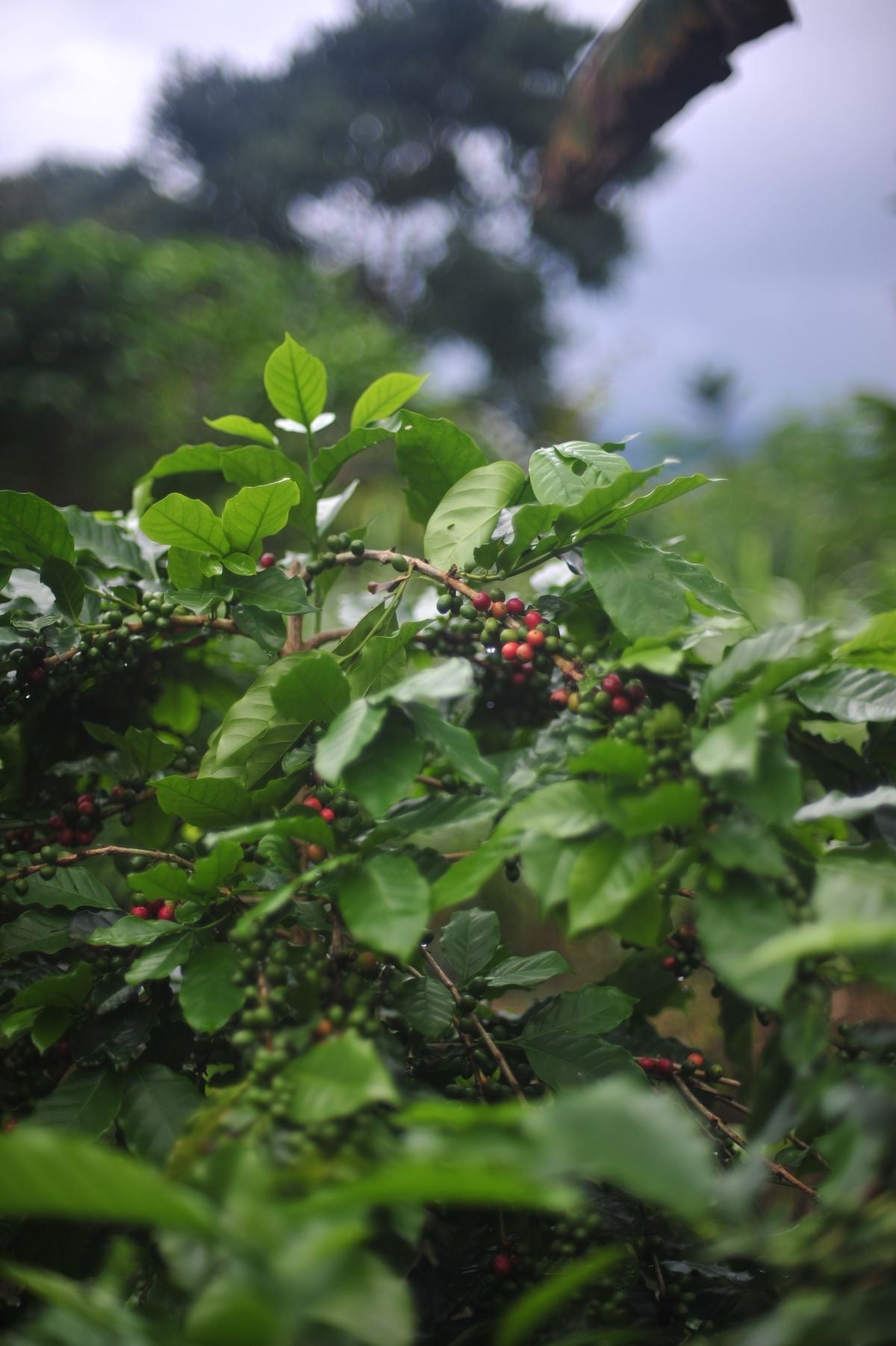 YIRGACHEFFE - Nebo specialty coffee Roastery