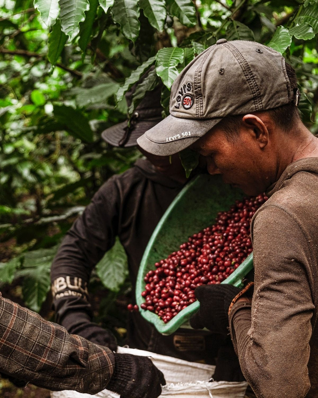 LA ROSITA – Colombia - Nebo specialty coffee Roastery