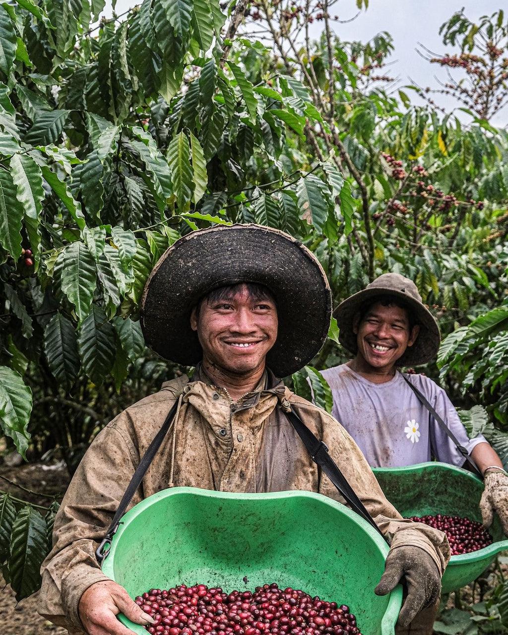 LA ROSITA – Colombia - Nebo specialty coffee Roastery