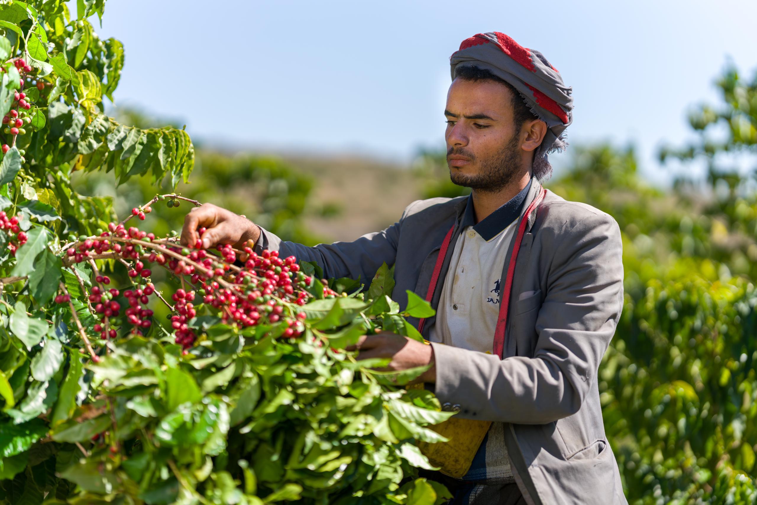 YAMEN HOZAN - Nebo specialty coffee Roastery