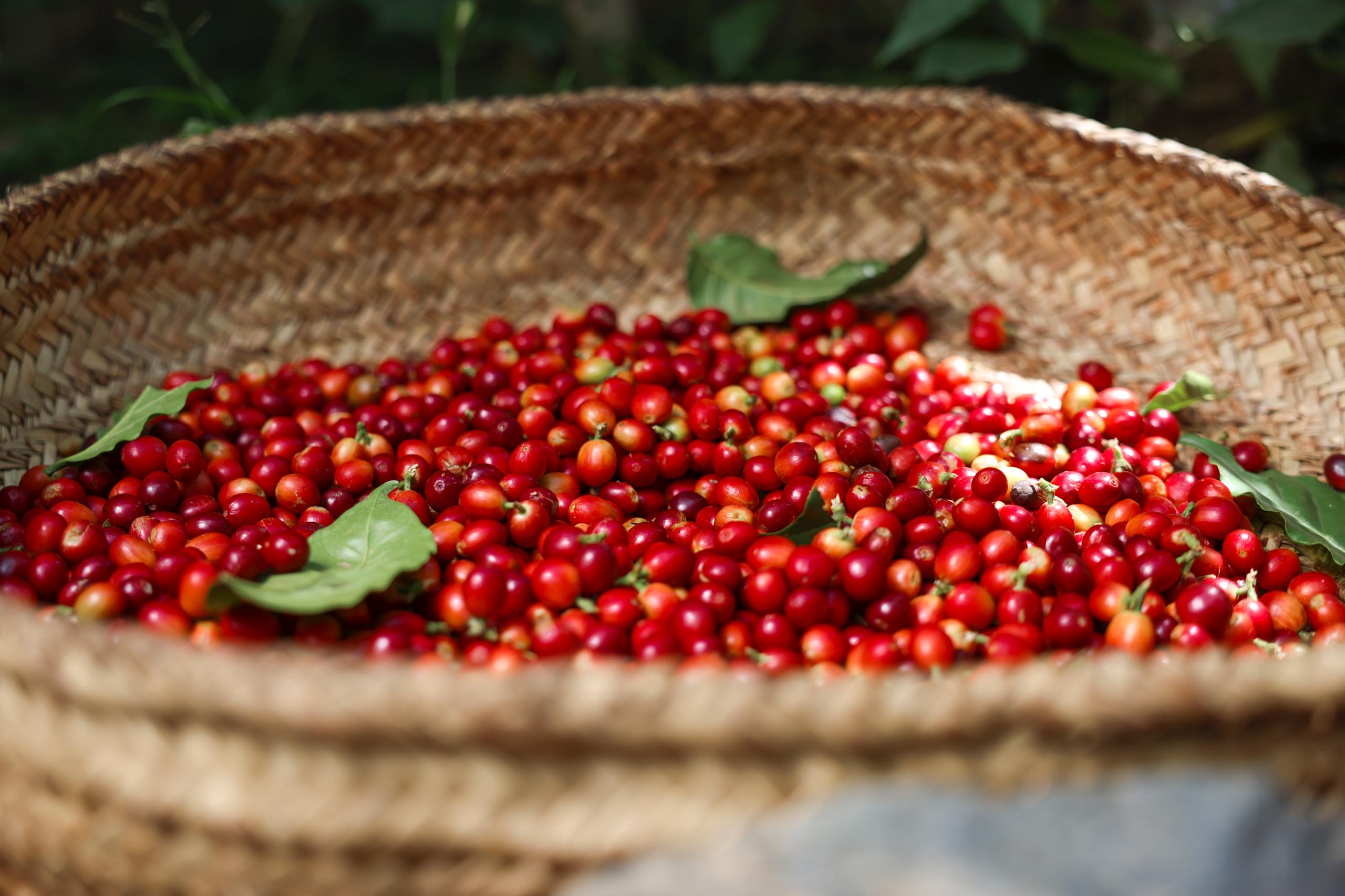COLOMBIA JAVA - Nebo specialty coffee Roastery