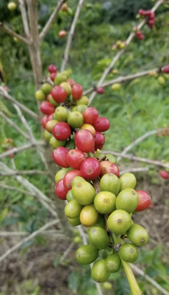 santa monica-colombia - Nebo specialty coffee Roastery