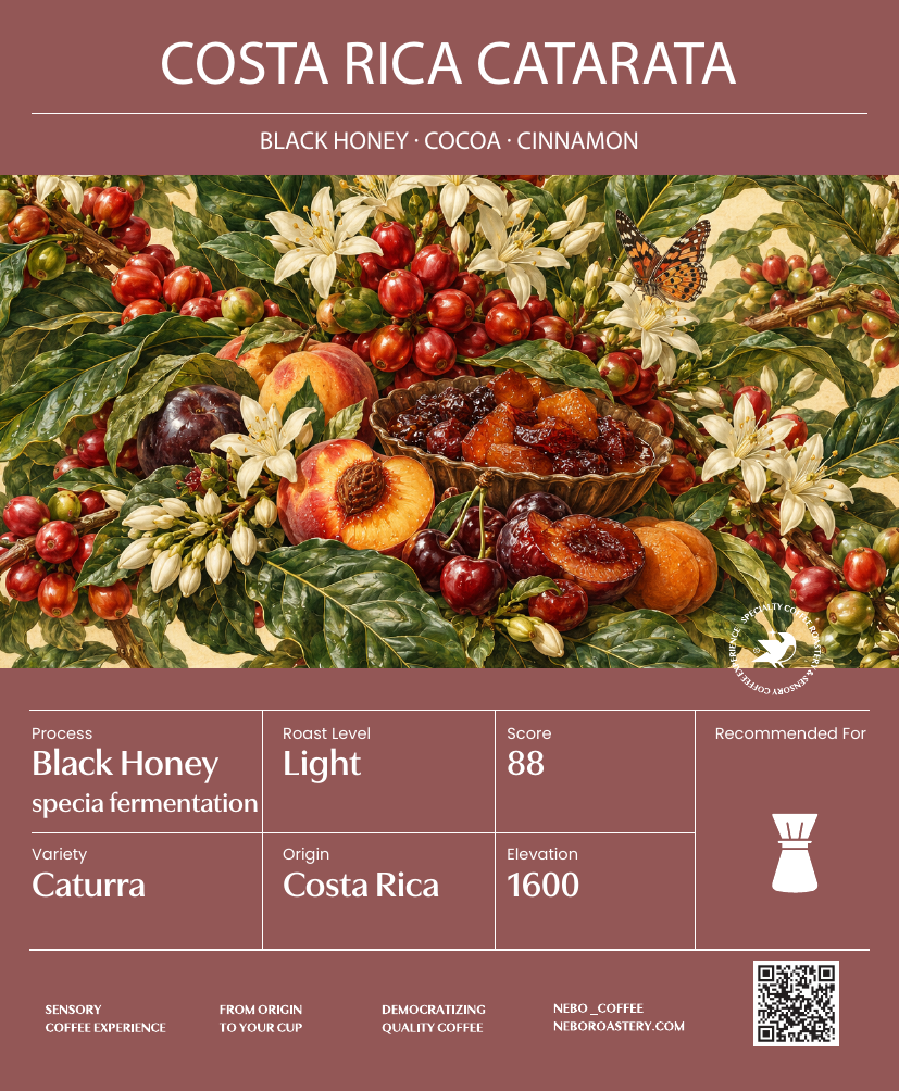 costa rica black honey drop - Nebo specialty coffee Roastery