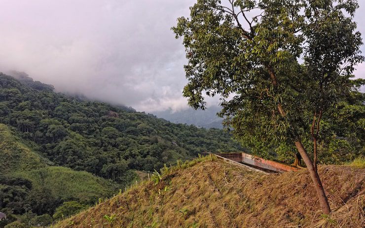 PAPUA NEW GEINEA - Nebo specialty coffee Roastery