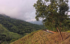 PAPUA NEW GEINEA - Nebo specialty coffee Roastery